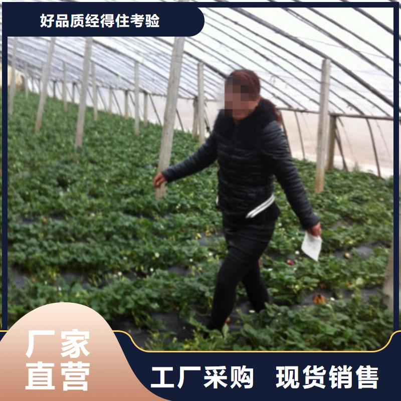 草莓苗葡萄苗基地厂家供应