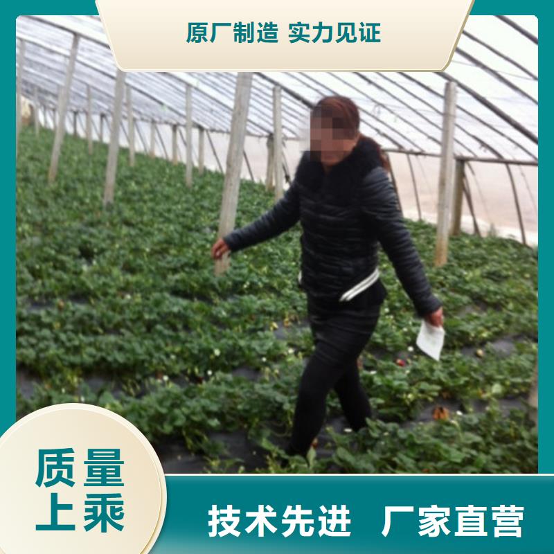 草莓苗红油香椿树苗源厂供货
