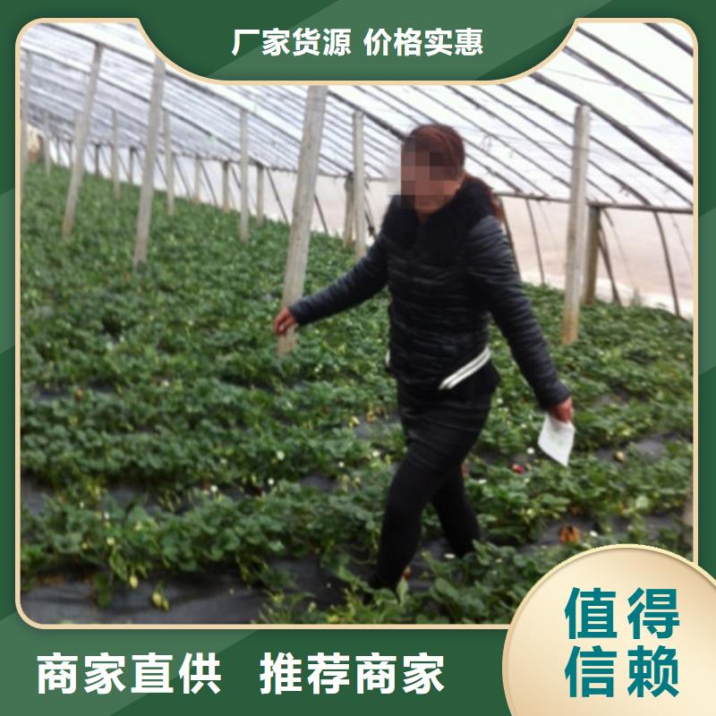 草莓苗樱桃苗基地当地厂家值得信赖