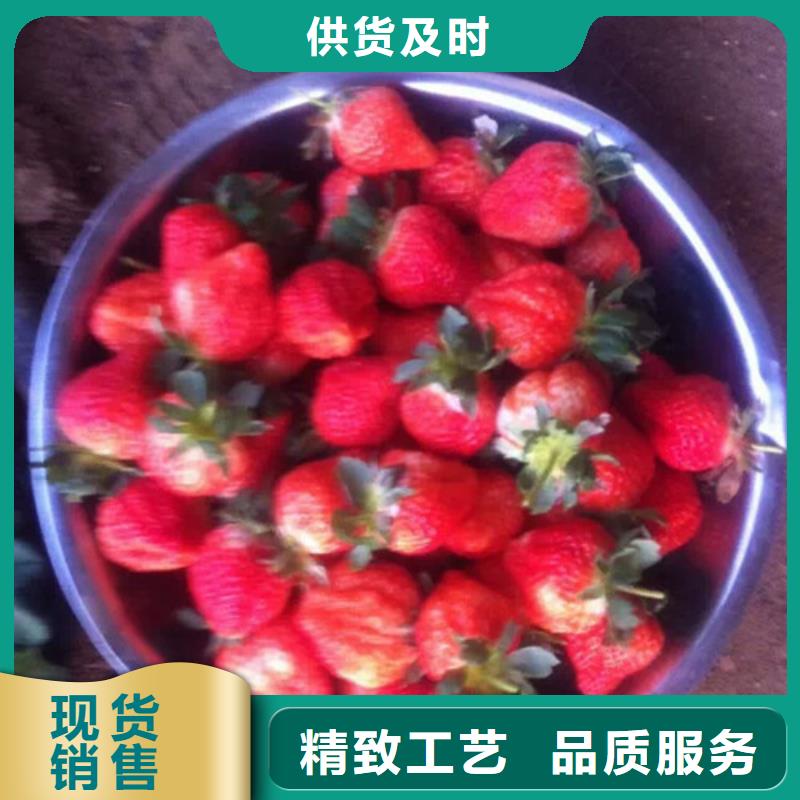 草莓苗葡萄苗基地厂家供应