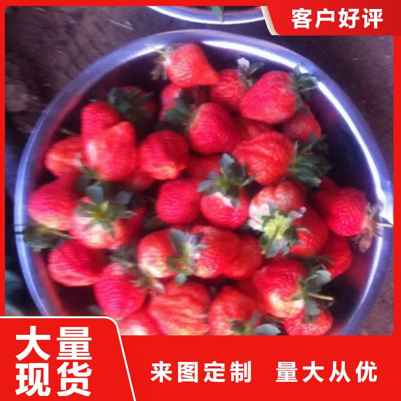 草莓苗苹果苗种类丰富