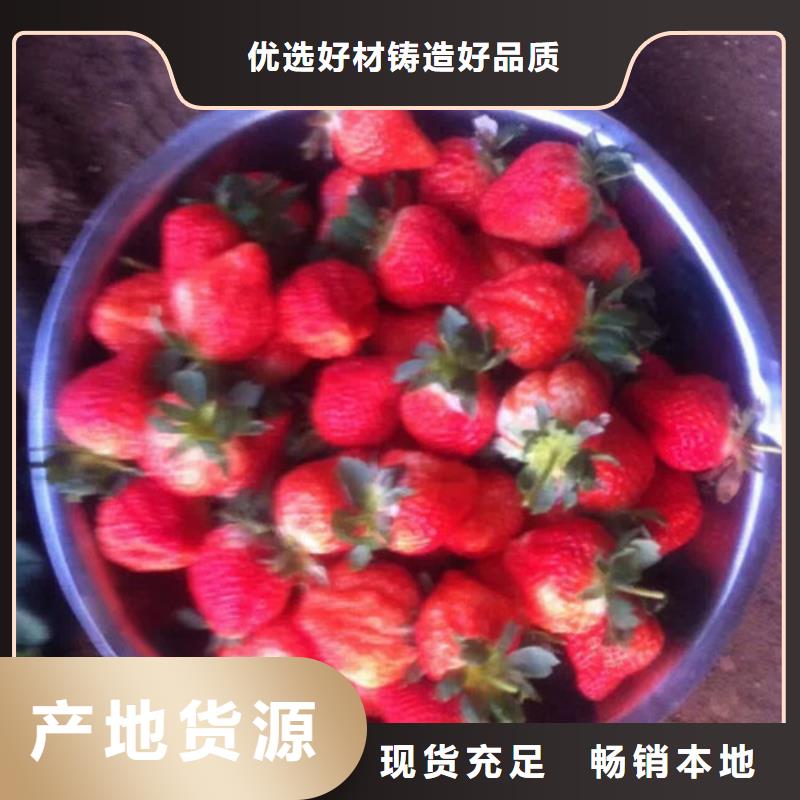 草莓苗红油香椿树苗源厂供货
