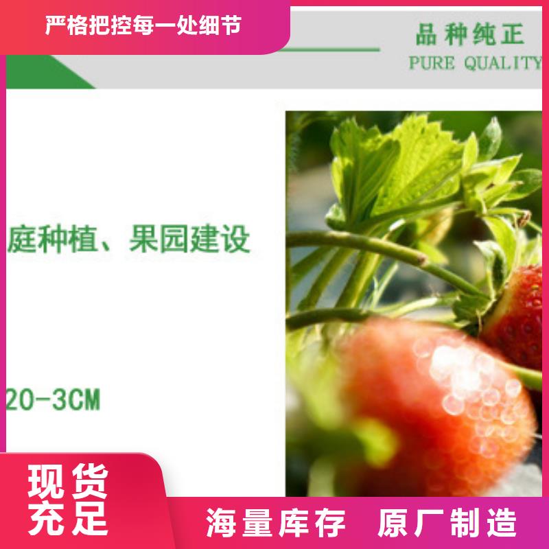 草莓苗樱桃苗基地当地厂家值得信赖