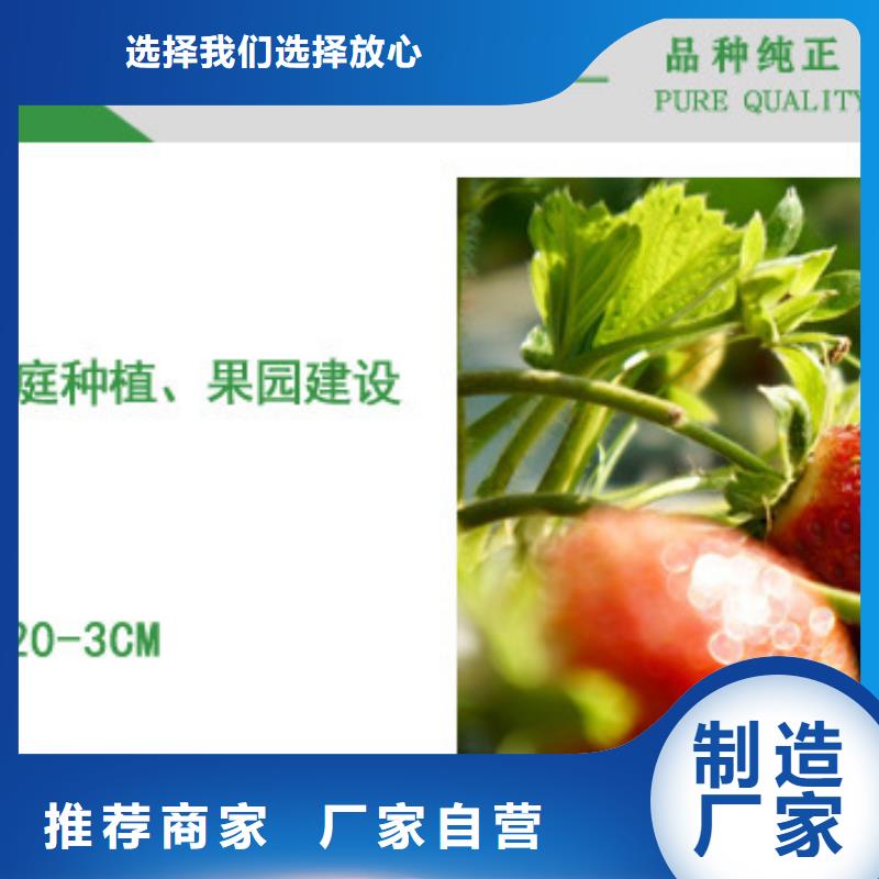 草莓苗果树苗批发基地主推产品
