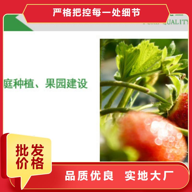 草莓苗苹果苗种类丰富