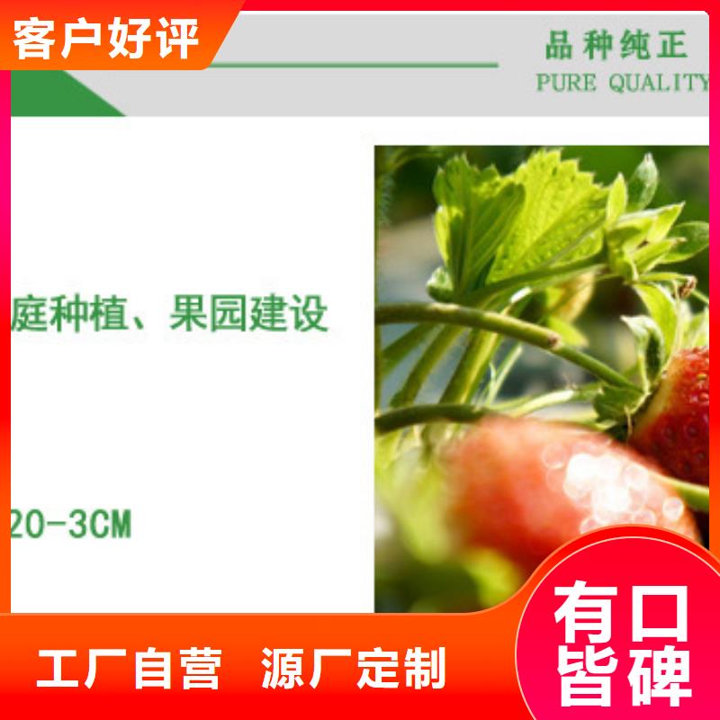 【草莓苗白桃树苗大厂家实力看得见】