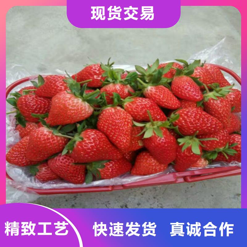 草莓苗苹果苗种类丰富