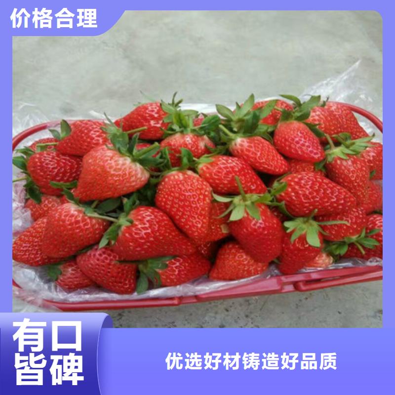 草莓苗红油香椿树苗厂家大量现货
