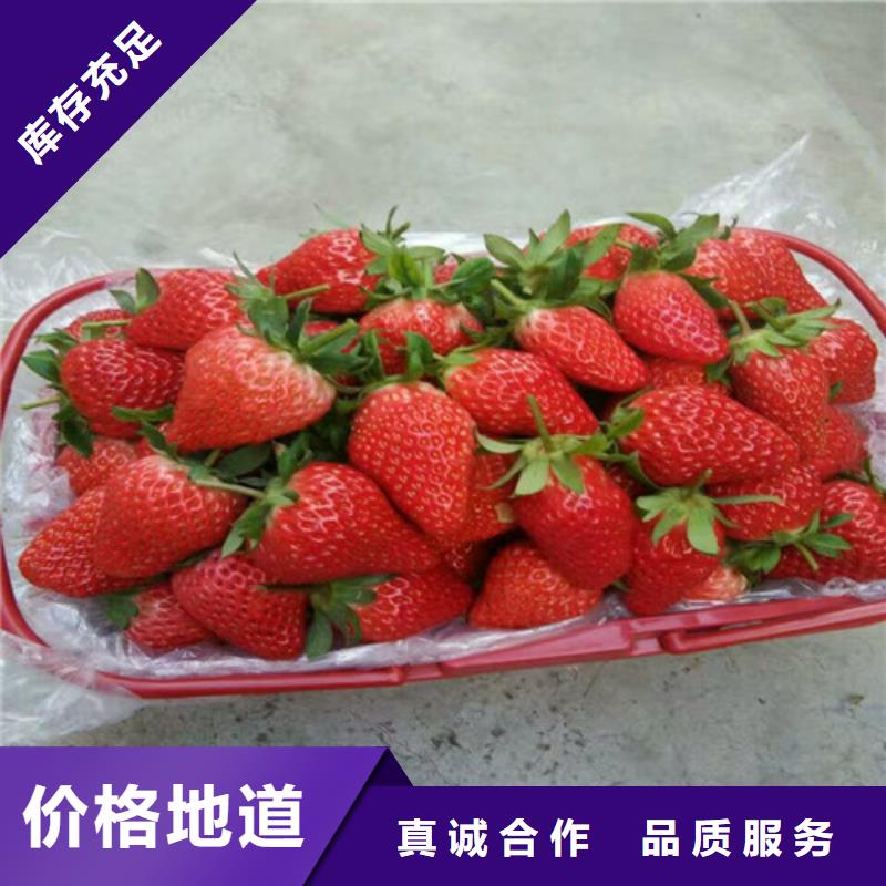 草莓苗红油香椿树苗源厂供货
