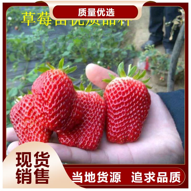 【草莓苗】冬雪蜜桃树苗大厂生产品质