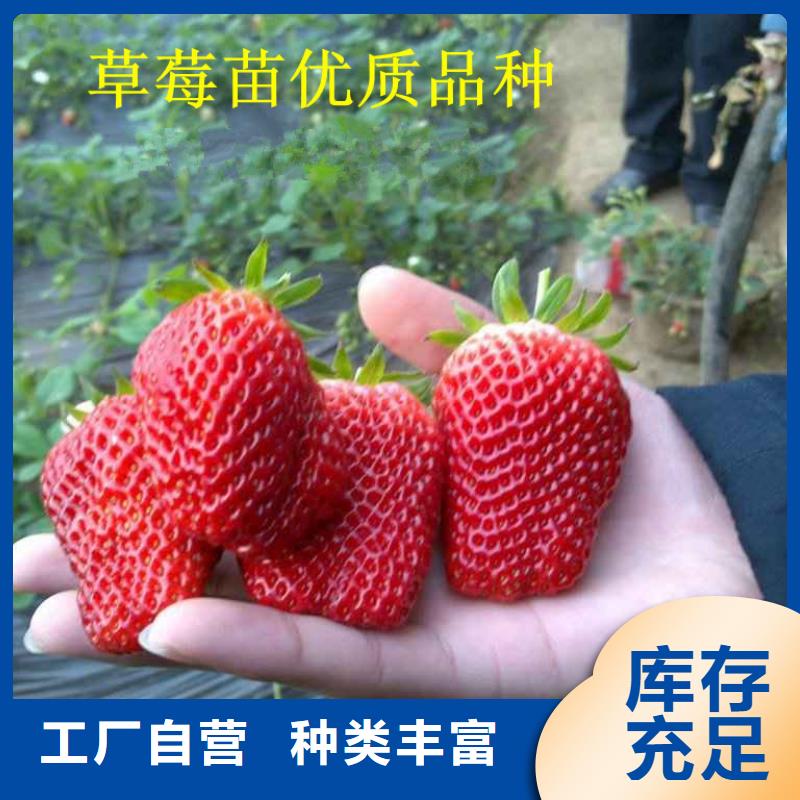 【草莓苗白桃树苗大厂家实力看得见】