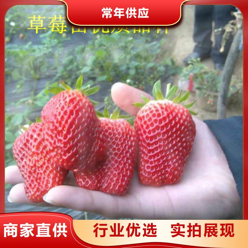 草莓苗苹果苗种类丰富