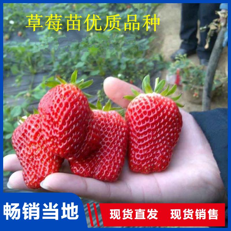 草莓苗红油香椿树苗源厂供货