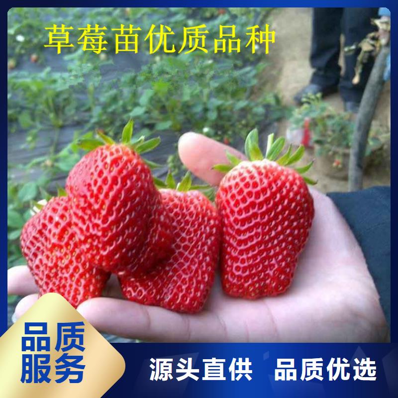 草莓苗果树苗批发基地主推产品