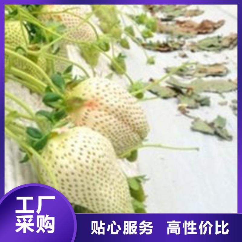草莓苗-草莓苗价格48小时发货