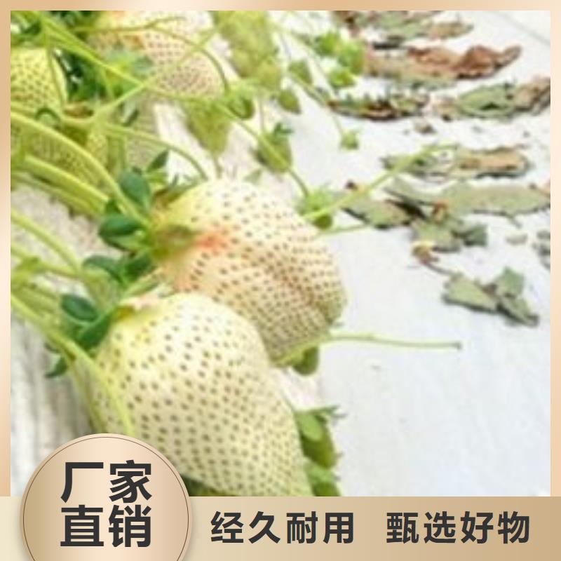 【草莓苗】冬雪蜜桃树苗大厂生产品质