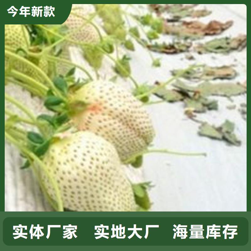 草莓苗红油香椿树苗源厂供货