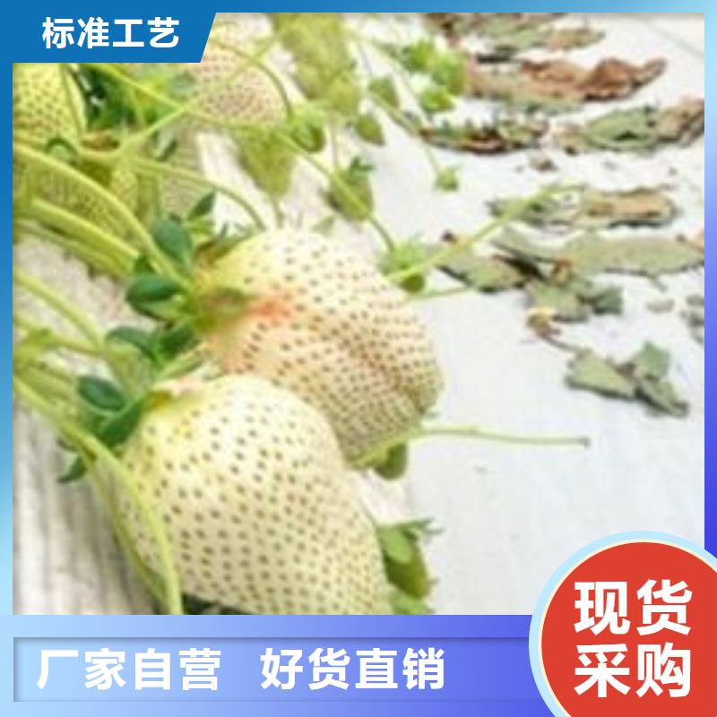 草莓苗蓝宝石葡萄苗优选厂商