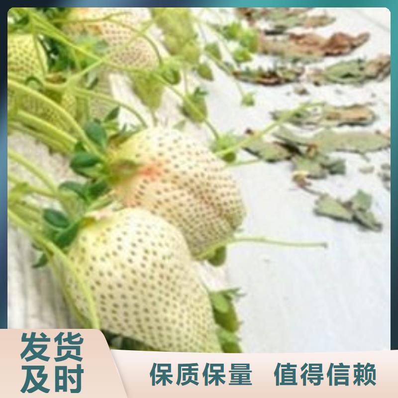 【草莓苗白桃树苗大厂家实力看得见】