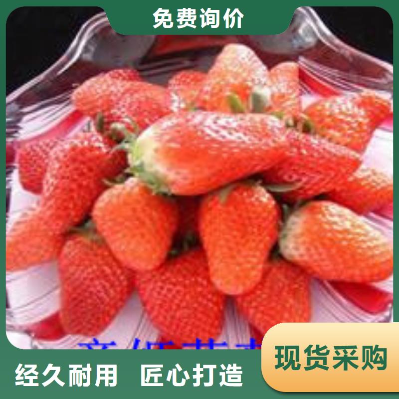 草莓苗-草莓苗价格48小时发货
