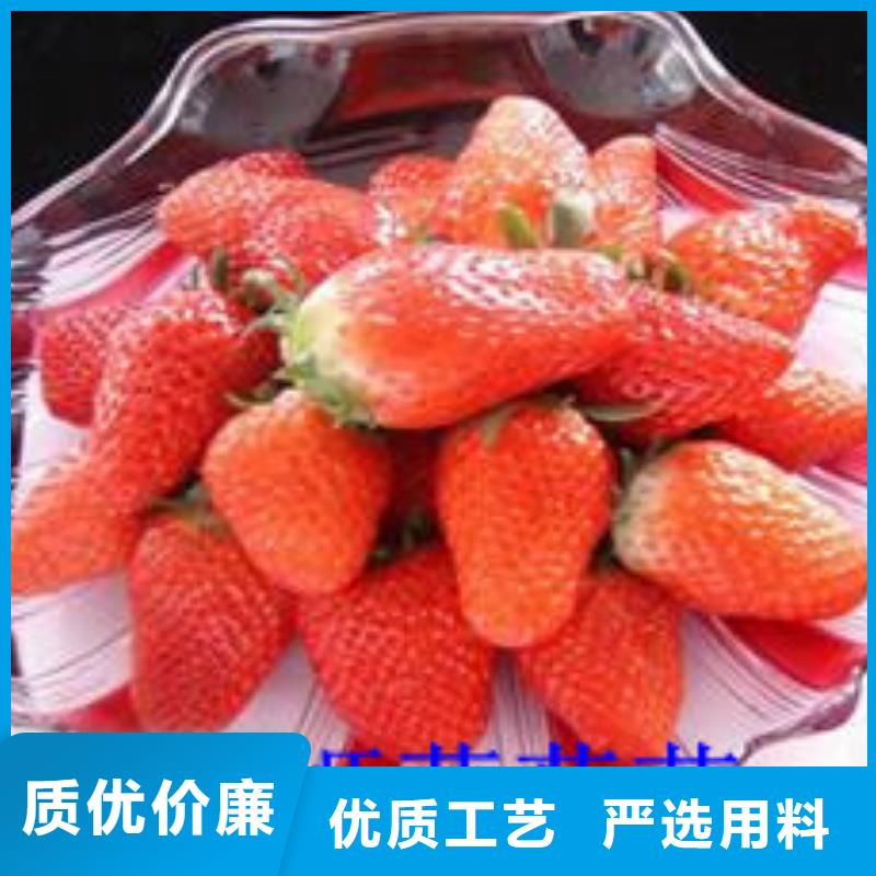 【草莓苗】冬雪蜜桃树苗大厂生产品质