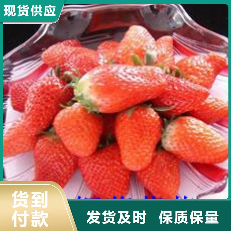 【草莓苗白桃树苗大厂家实力看得见】