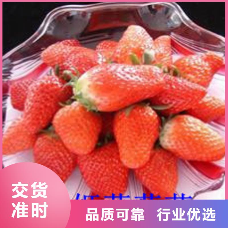 草莓苗果树苗批发基地主推产品