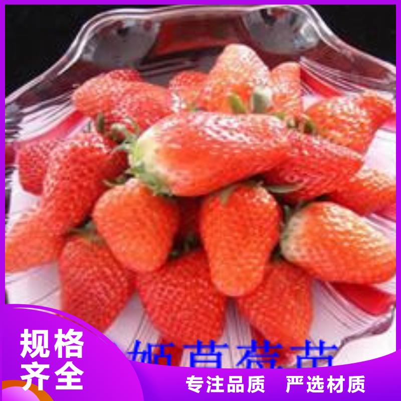 草莓苗红油香椿树苗厂家大量现货