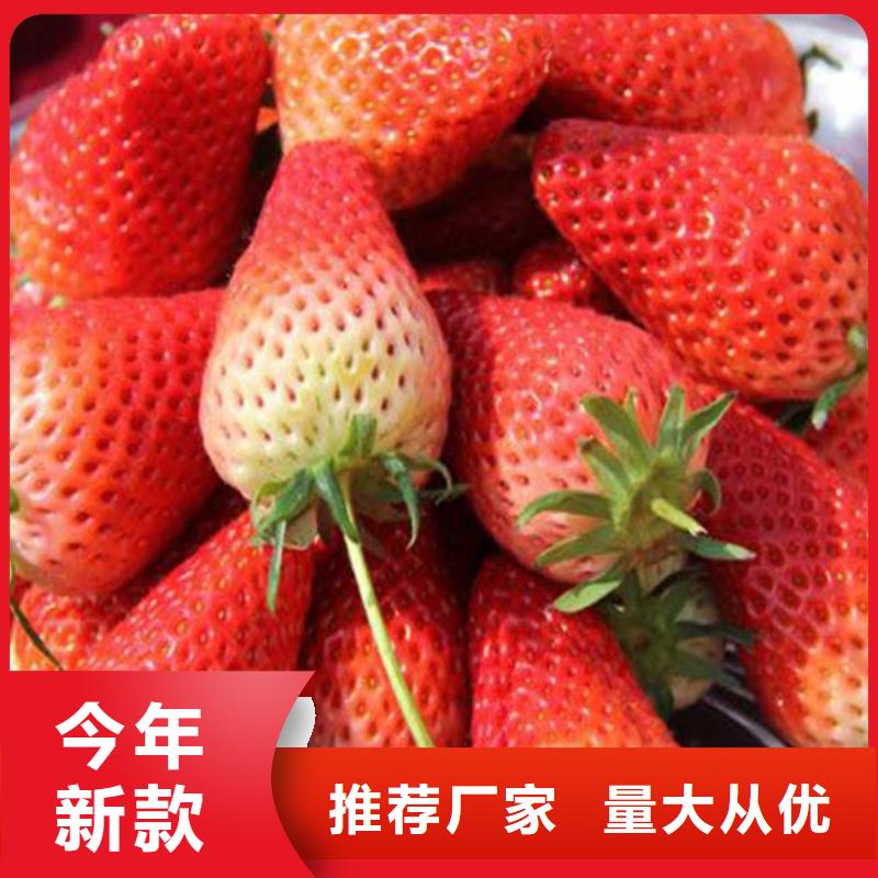 草莓苗红油香椿树苗源厂供货