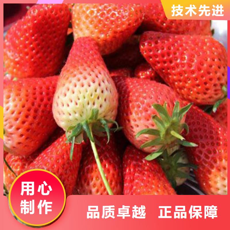 草莓苗-草莓苗价格48小时发货