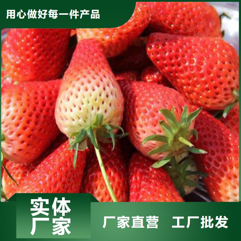 【草莓苗白桃树苗大厂家实力看得见】