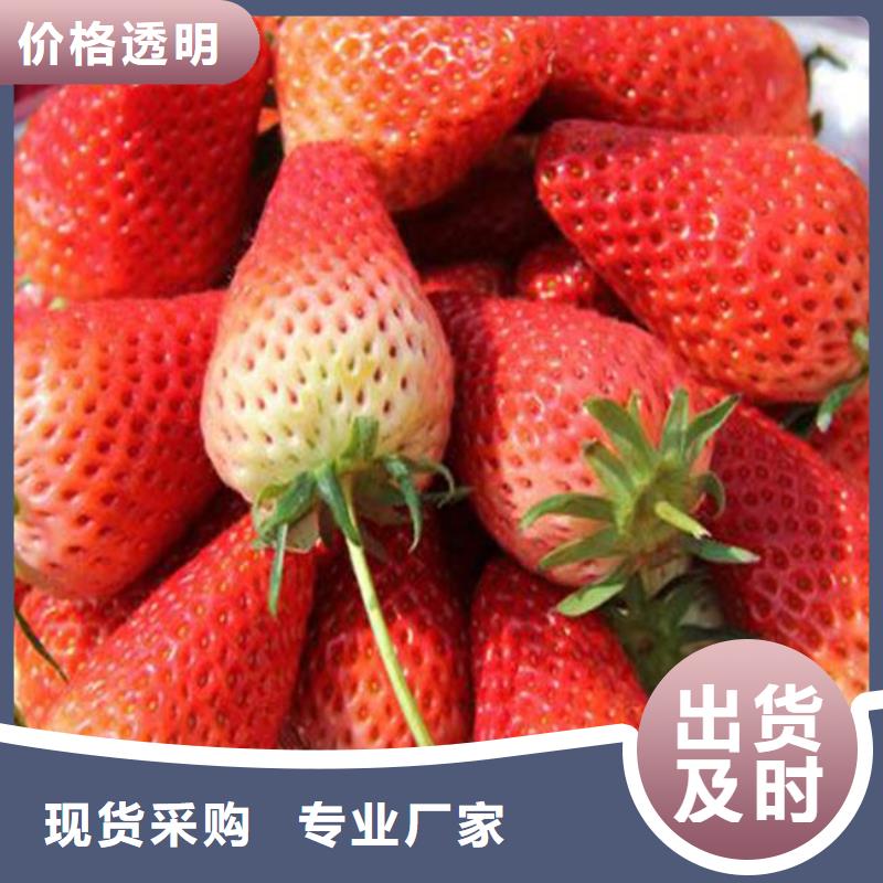 【草莓苗】冬雪蜜桃树苗大厂生产品质