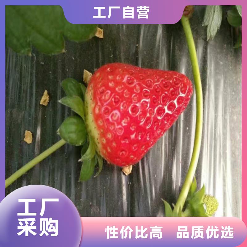 草莓苗红油香椿树苗源厂供货