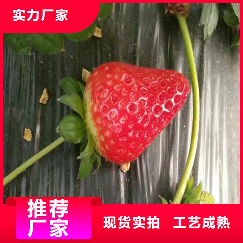 【草莓苗白桃树苗大厂家实力看得见】