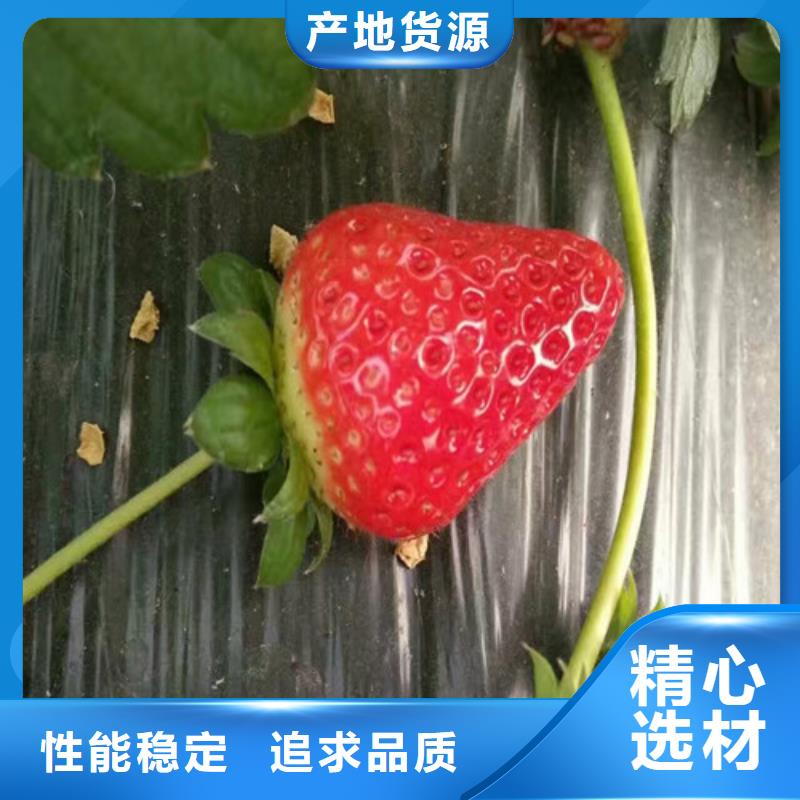 草莓苗-草莓苗价格48小时发货