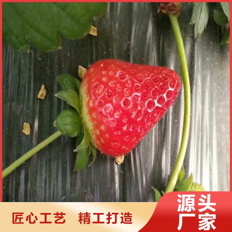 【草莓苗】冬雪蜜桃树苗大厂生产品质