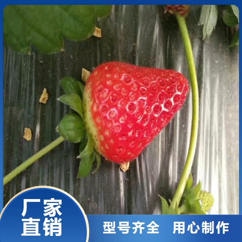 草莓苗红油香椿树苗厂家大量现货
