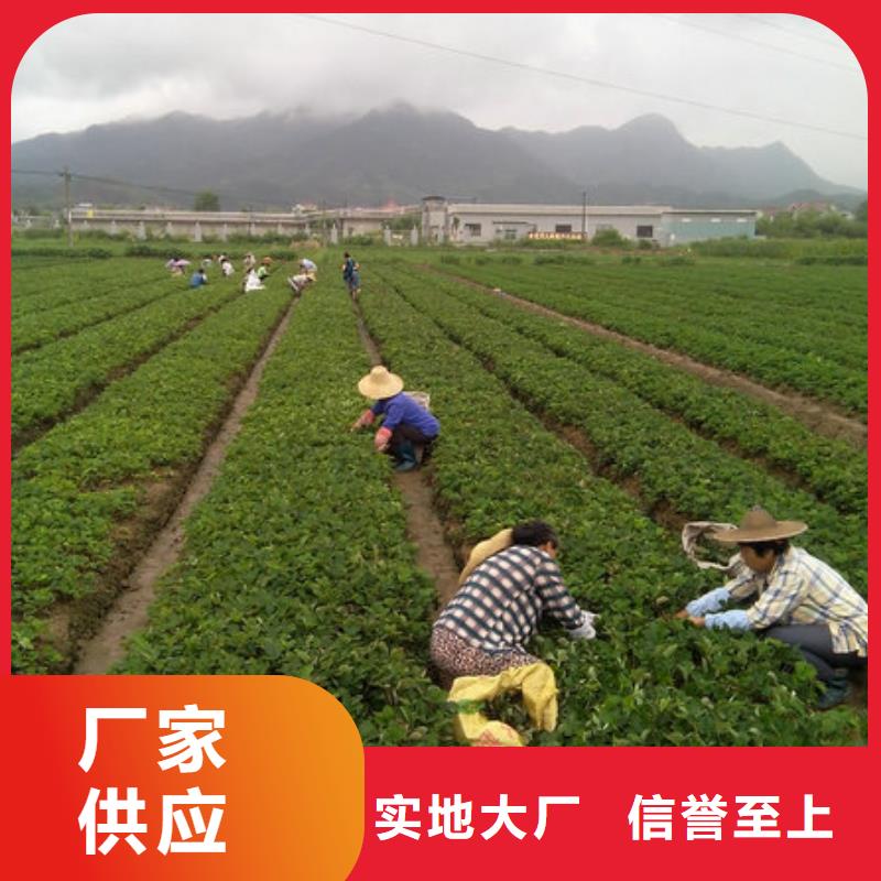 草莓苗-草莓苗价格48小时发货