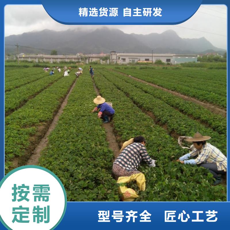 草莓苗苹果苗种类丰富