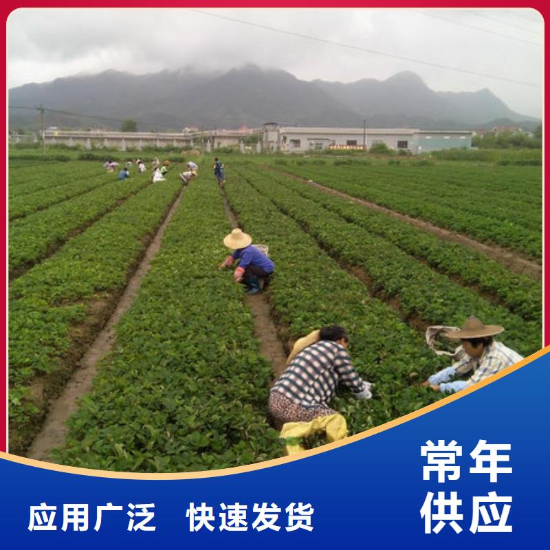 【草莓苗】冬雪蜜桃树苗大厂生产品质