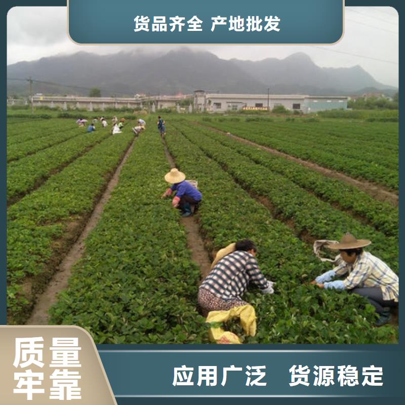 草莓苗红油香椿树苗源厂供货