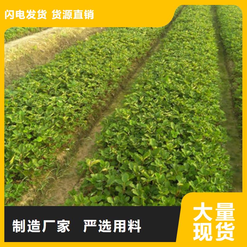 草莓苗红油香椿树苗源厂供货