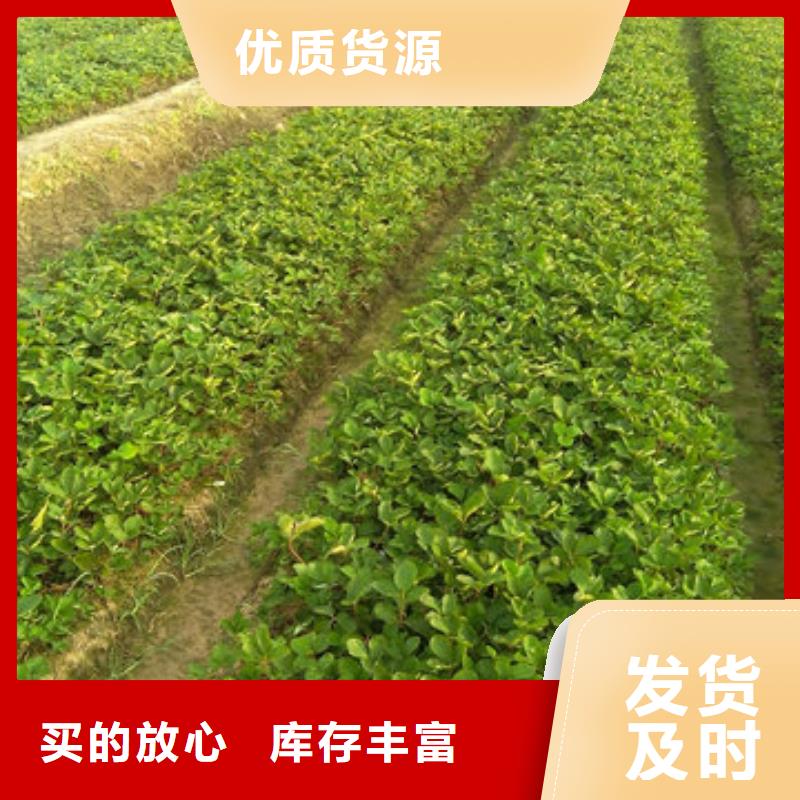 草莓苗红油香椿树苗源厂供货