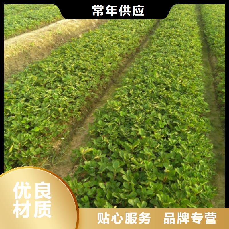 【草莓苗】青苹果树苗0中间商差价