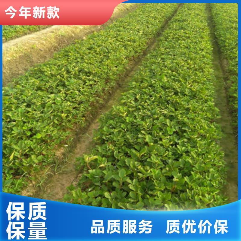 【草莓苗白桃树苗大厂家实力看得见】