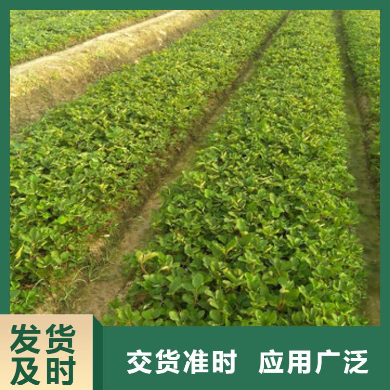 草莓苗-草莓苗价格48小时发货