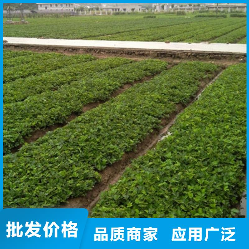 【草莓苗】冬雪蜜桃树苗大厂生产品质