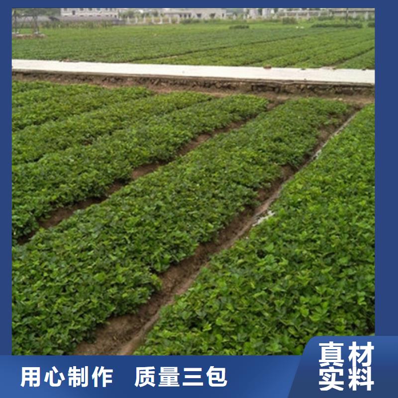 草莓苗红油香椿树苗厂家大量现货