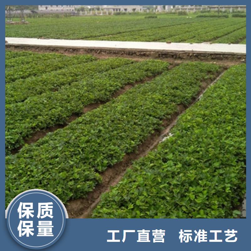 【草莓苗白桃树苗大厂家实力看得见】