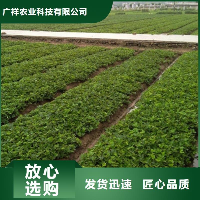 草莓苗红油香椿树苗源厂供货
